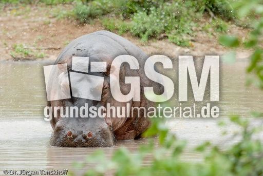 Flusspferd (93 von 104).jpg